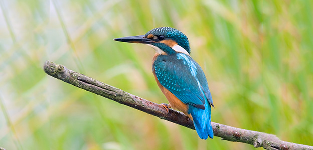 Kingfisher Bird